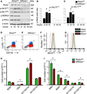 Loss of Rictor in Monocyte/Macrophages Suppresses Their Proliferation and Viability Reducing Atherosclerosis in LDLR Null Mice